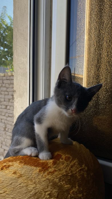Mushuk bolasi kichkina pshik srochni hadya barladi