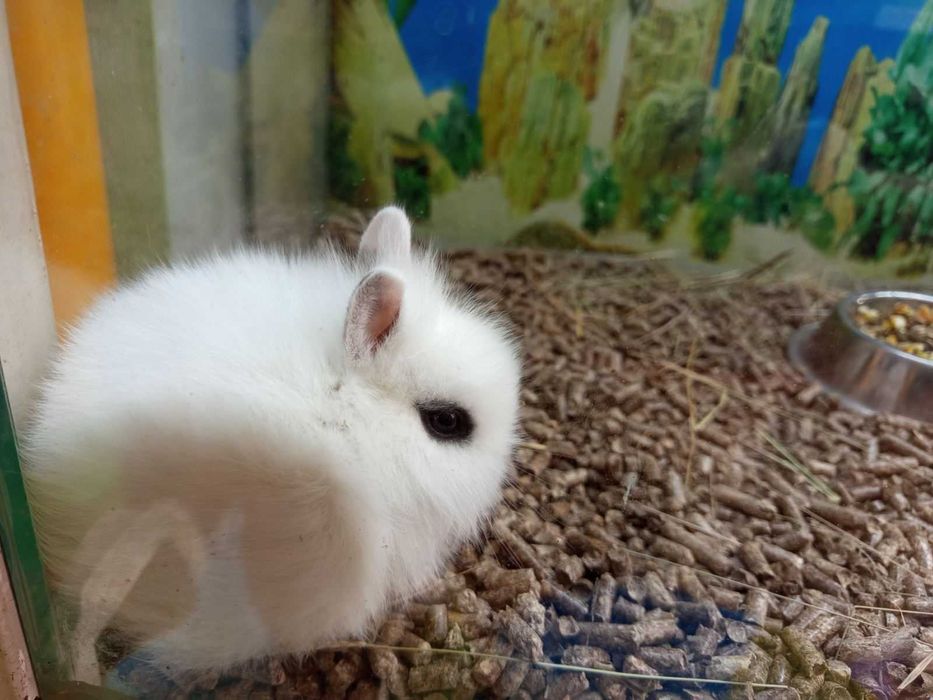 Декоративни зайчета клепоухи и правоухи