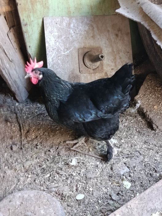 Куры домашние ..