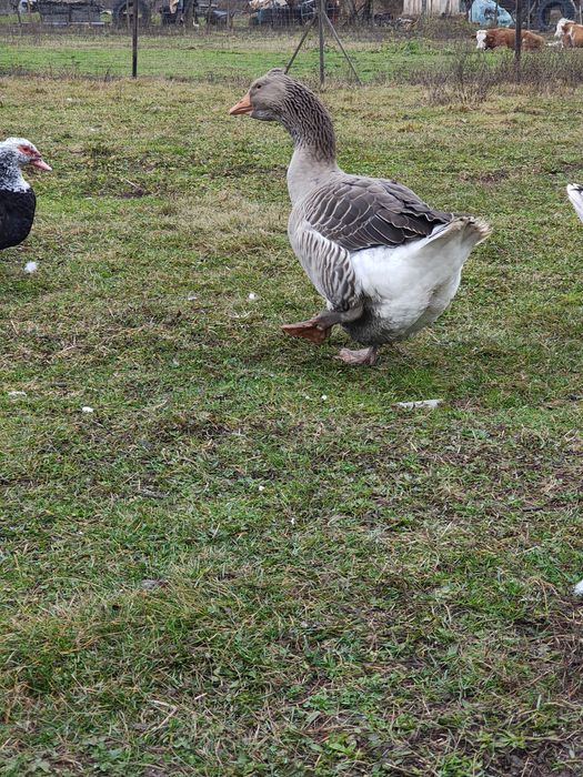 Gaste Toulouse și rate mute