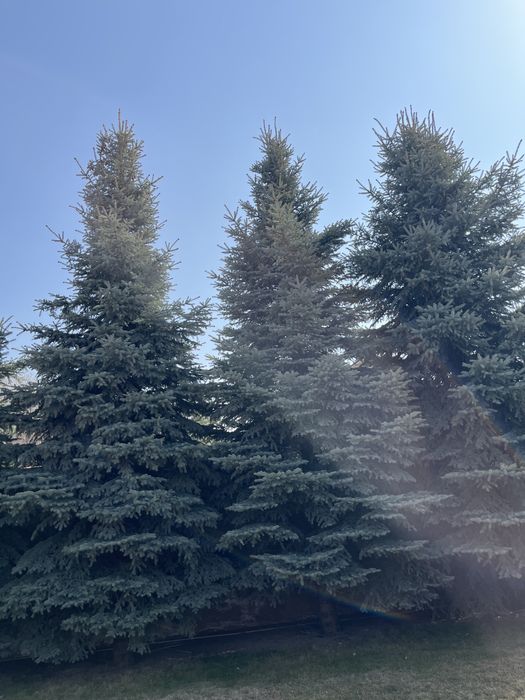 Елка 8-9 метр продам