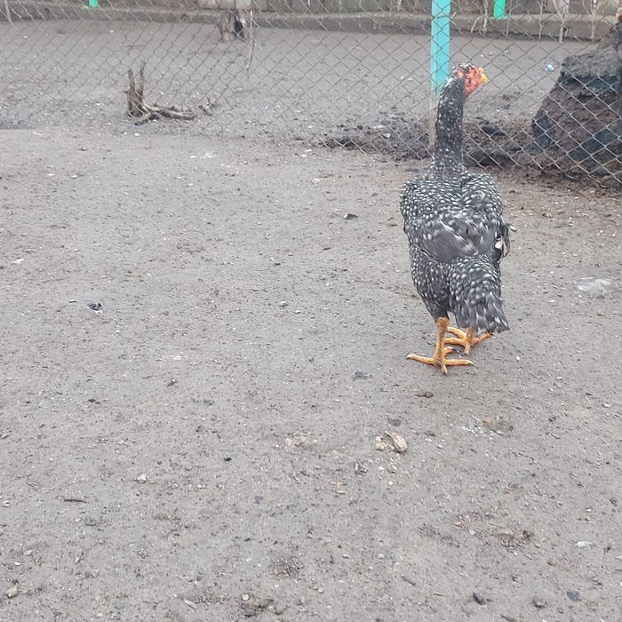 Курочка фазан 2год крупный