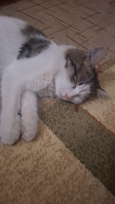 Отдам кошку в добрые руки