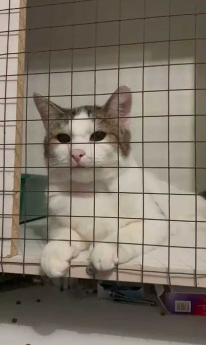 Умный котик ищет дом