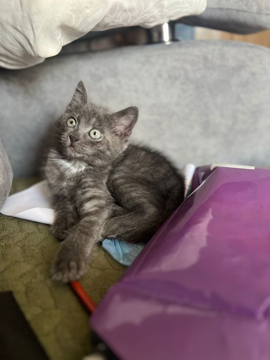 Отдам котенка мальчика