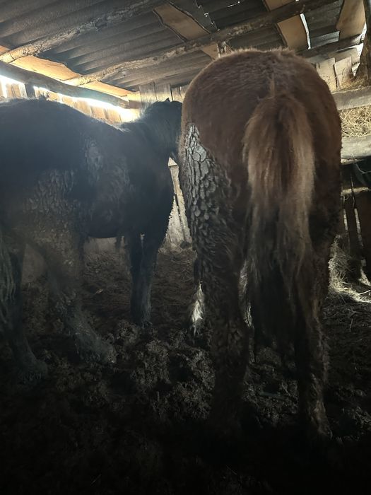 Продам лошадей с откорма.