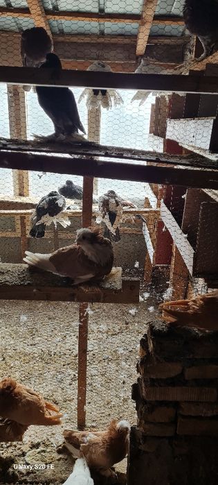 Продавам бухари двойки и единични