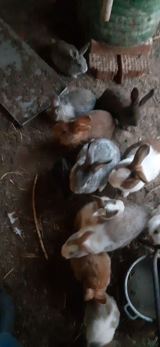 Iepurași vii de vânzare