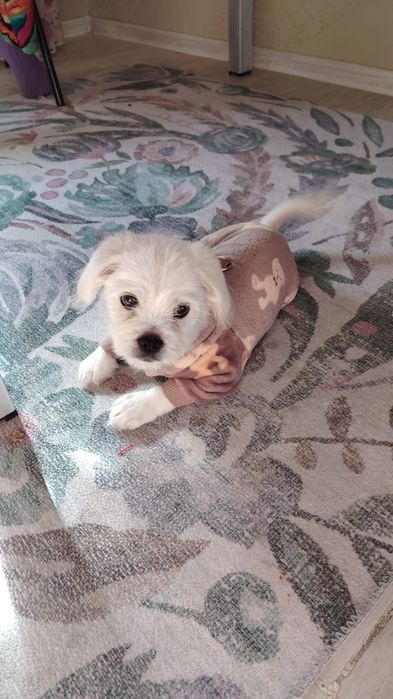 Продам маленькую собачку мальчик