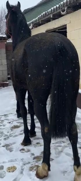 Жеребец на племя, подарок, кокпар