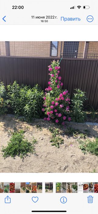 Шиповник