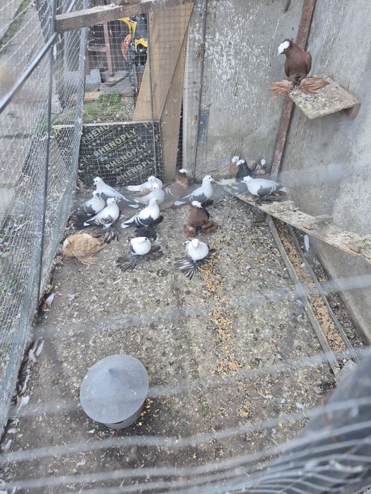 Porumbei Preoți Saxoni și Randunele de Saxonia