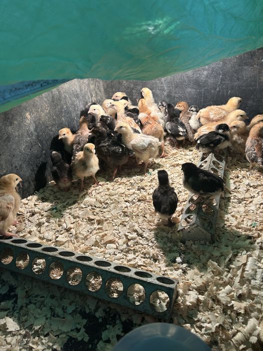 Oua praspete de tara