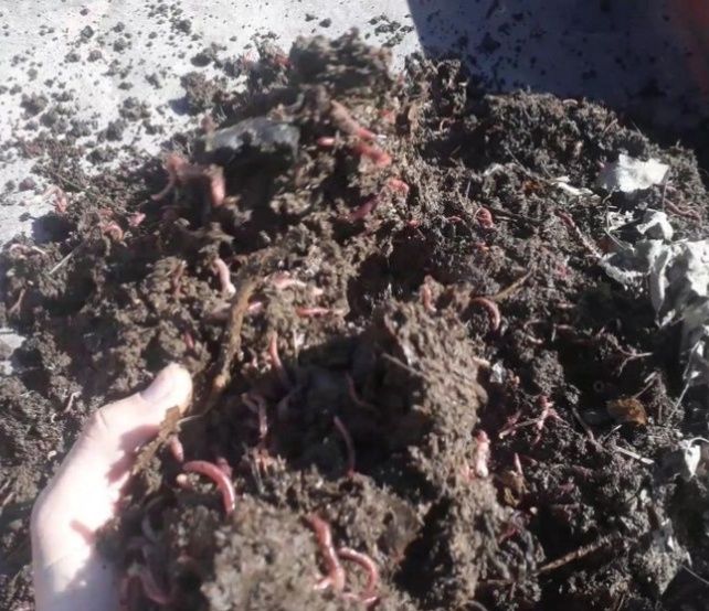 Kaliforniya chuvalchangi