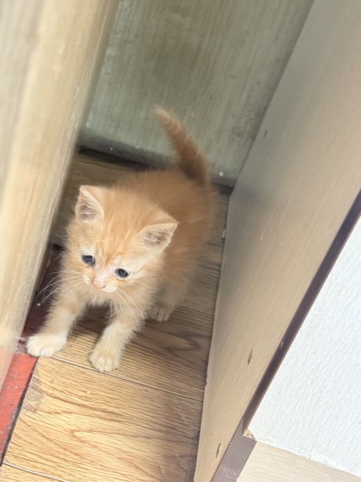 Котята бесплатно