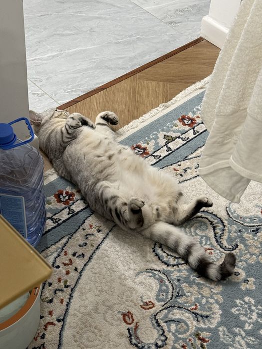 Отдам кота в добрые руки срочно
