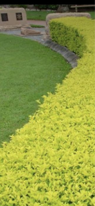 Gard din photinia red robin si plante