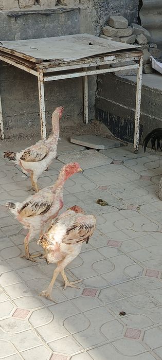 Срочно сотаман эр хотин бир жойга