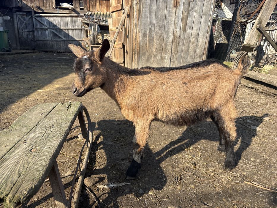 Iedute alpine franceze