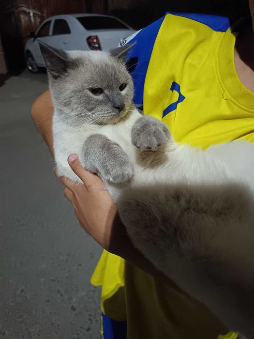 Toza zotli Britan mushugi sotiladi/Продаётся чистопород.британский кот