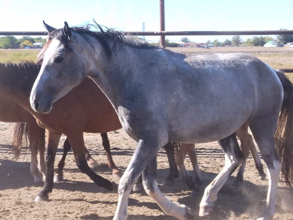 Желідегі қынапты қатайту туралы бейне