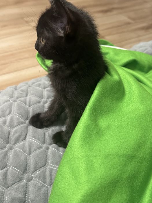 Котенок ищет дом