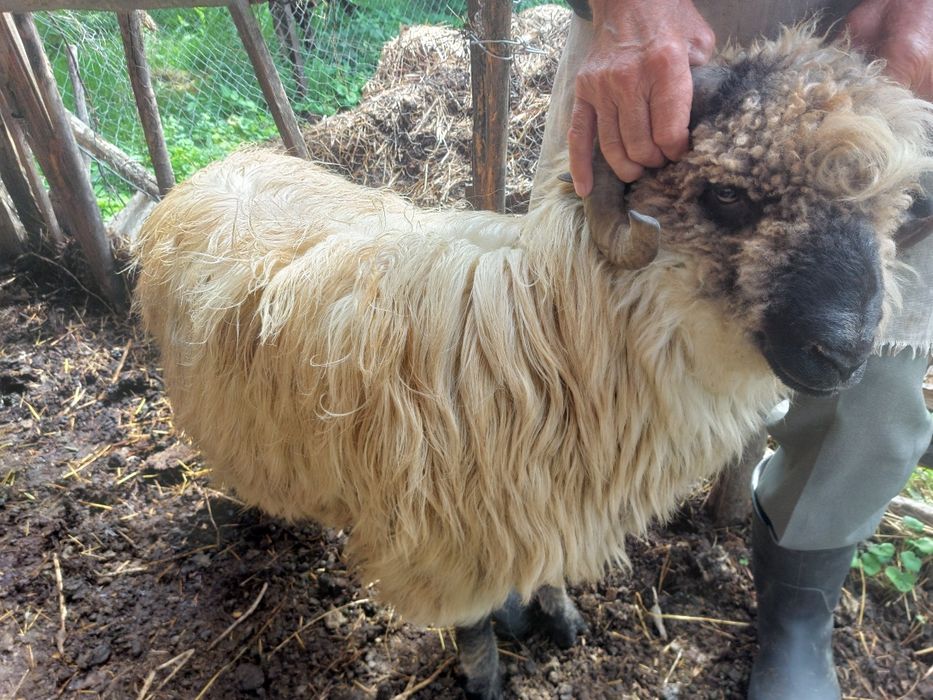 Berbec bucălau de prăsilă