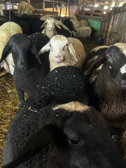 Продавам агнета 25 до 30 кг 7 евро