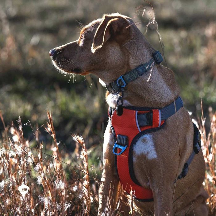 Топ!Нагръдник за куче Embark Adventure No-Pull, размер S, оранжев