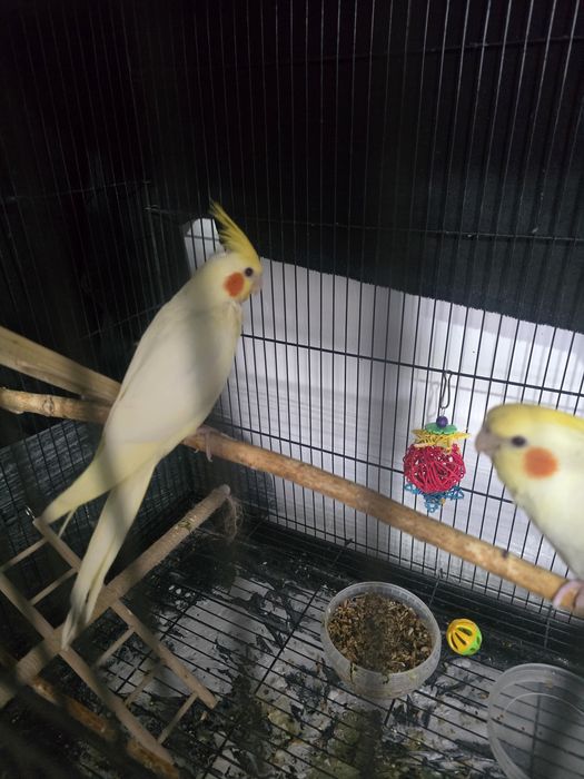 Кореллы птенцы молодые