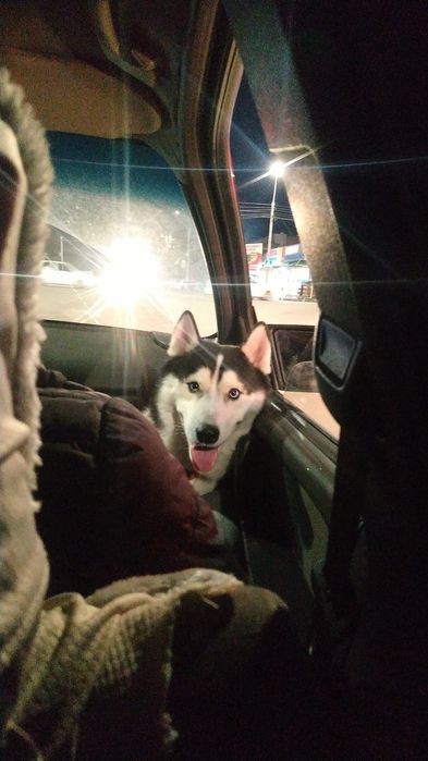 Вязка сибирской хаски