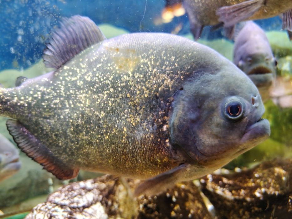 Червена пираня 25см.