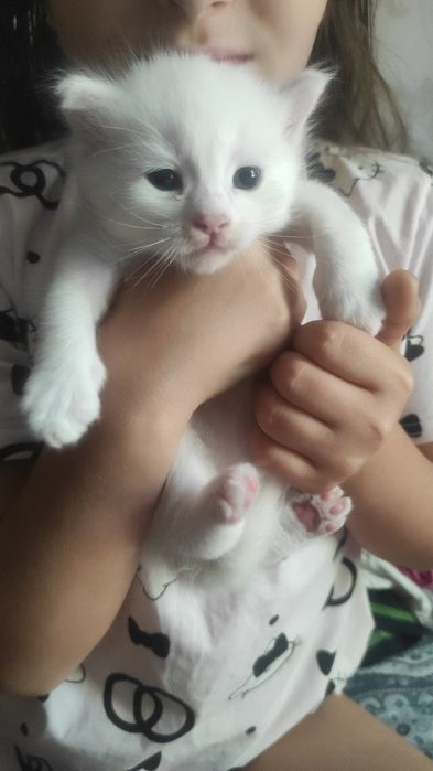 Отдам котят бесплатно