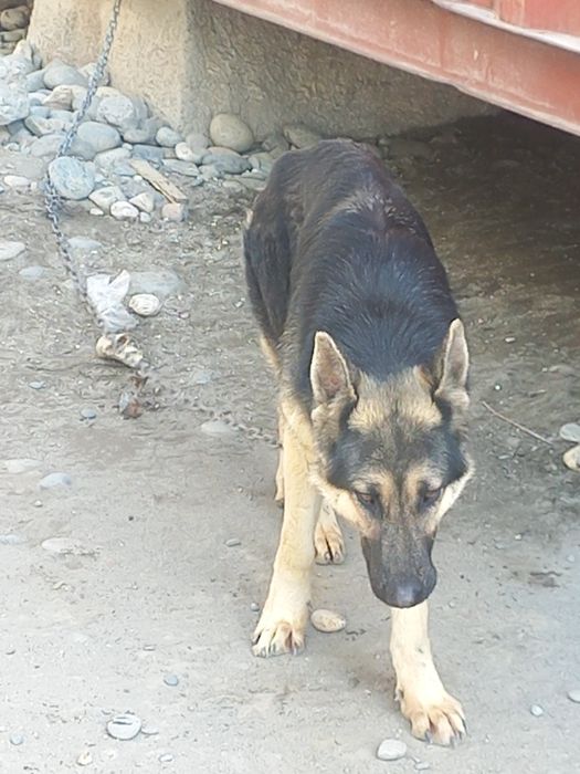 Афчарка сотилади самарканд