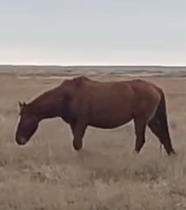 Ту бие 6 жасар сатылады