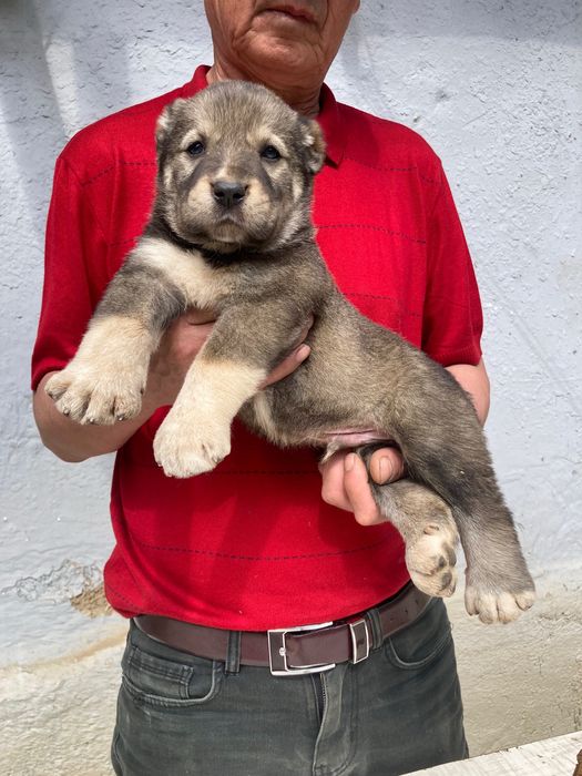 Щенок Алабая ( туркменский ) чистокровный