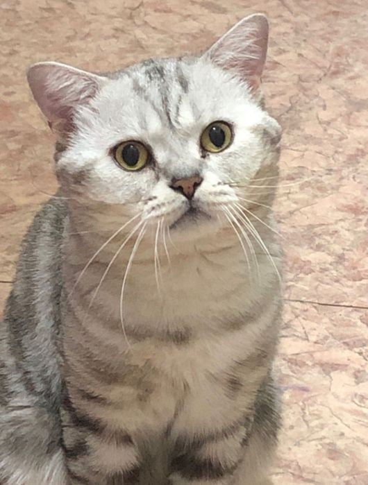 Кот на вязку срочно