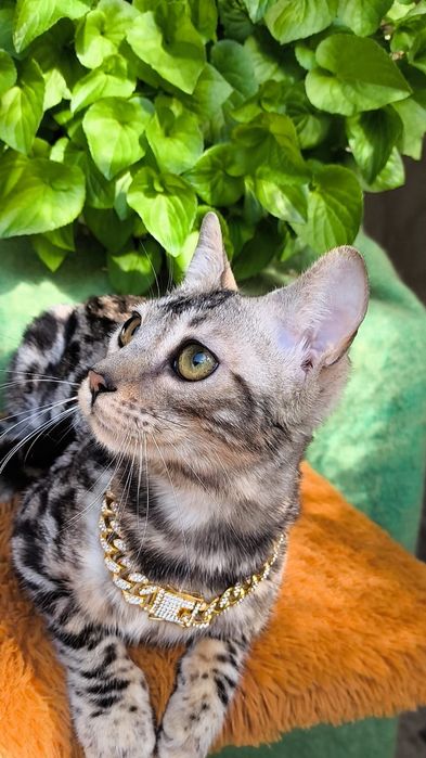 Серебро КОТЯТА бенгальские мини Барсы