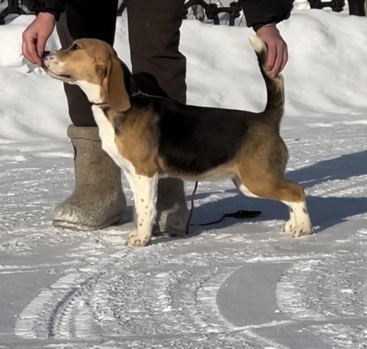 Щенок бигля, девочка , документы