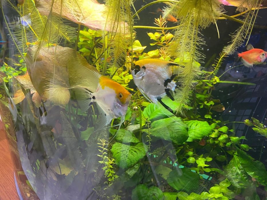 Продам аквариумные растения и рыбок