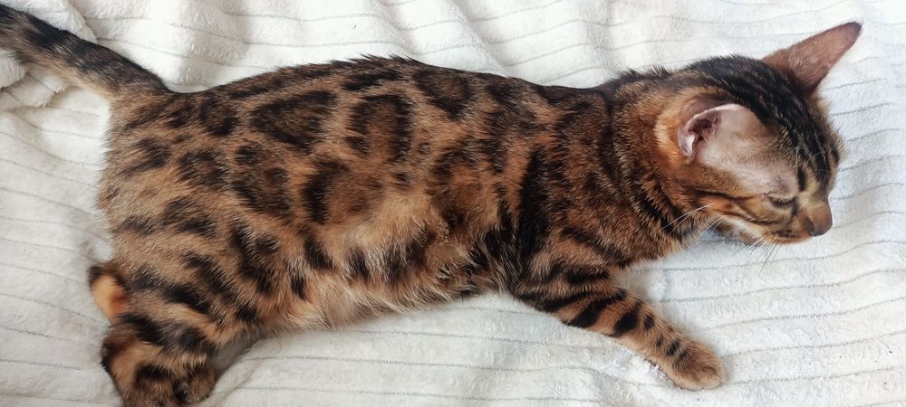 Продам бенгальского котенка кошечку