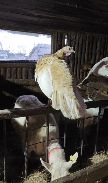 Продам индюшку с индюшатами