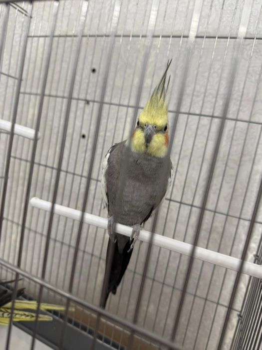 Продам попугайчиков