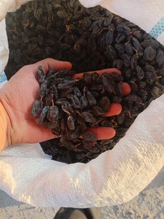 Mayiz.soyaki,kunaki,seppa,gibrit,gigant,xar xil turdagi mayiz sotiladi