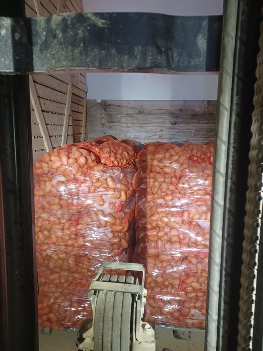 Cartofi consum, 60+ ambalați la 10kg și 25 kg