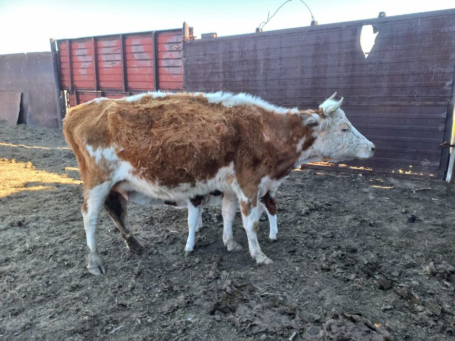 Сыйыр сатылад бұзау мен