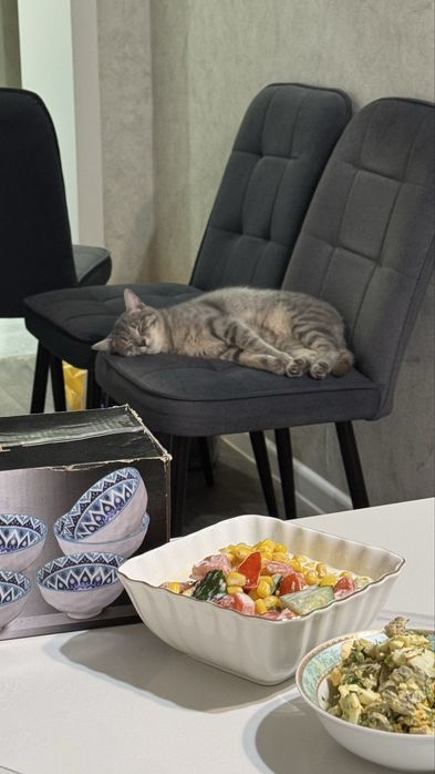 Отдам кота в добрые руки.