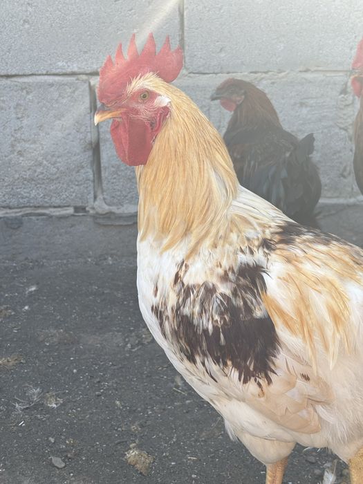 Продам молодых петушков