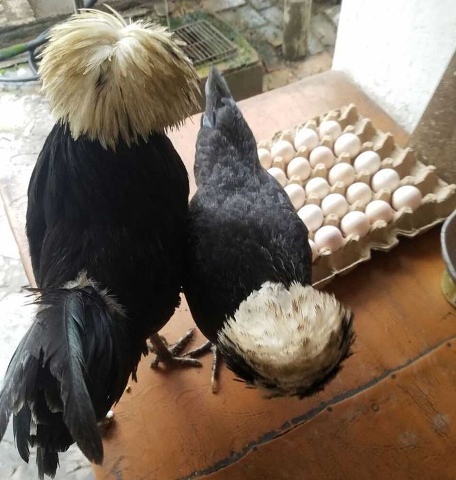 Яйца, Цыплята, Куры, Петухи Белохохлых Голландских кур