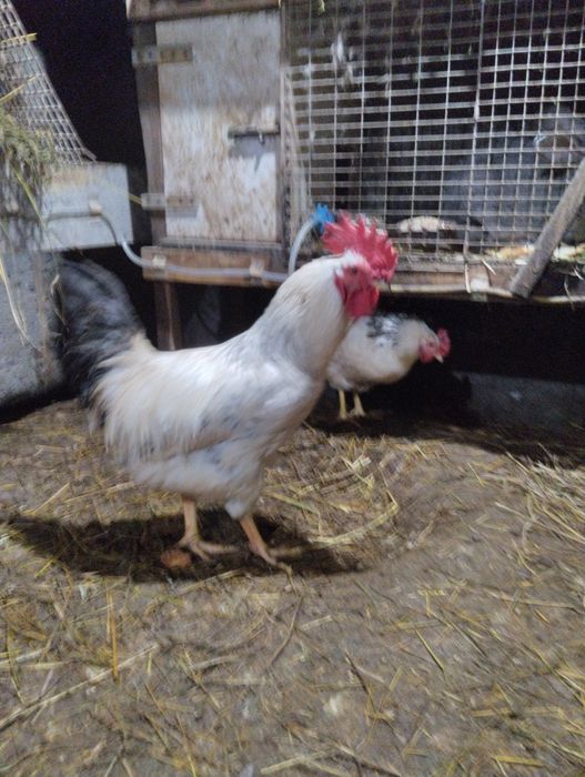 Адлер серебристый.